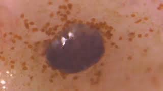 WIN 20240731 17 28 32 Pro