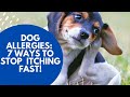 Itchy dogs stop the scratching now, the natural way.[review][scam][best
product][how to]