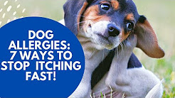 Dog Allergies: 7 Ways To Stop The Itching Fast