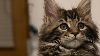 Maine Coon - the third day our cats Isabel at home :) funny animal video