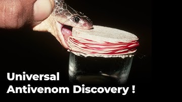 Scientists May Have Found a Universal Antivenom