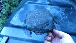 Why Gutter Guards Leaf Filters Don't Work