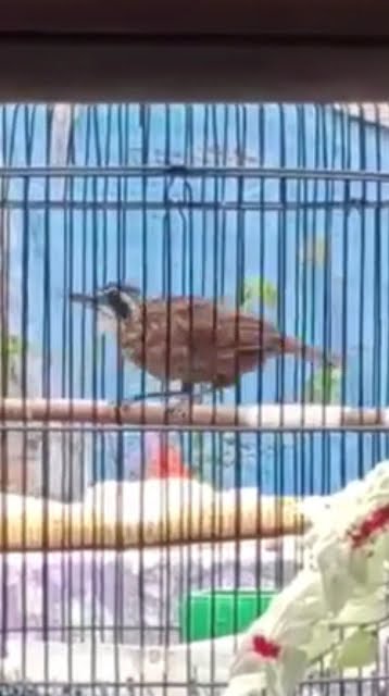 Suara Burung Poksay Rowo Rowo Jantan Gacor
