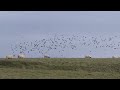 Starling Murmuration on the North Cornwall Coast