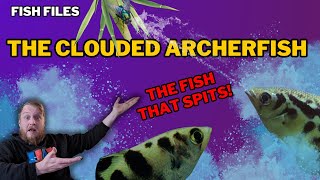 Freshwater Archerfish: EVERYTHING you need to know! Complete care guide. by Fish Shop Matt 15,941 views 4 months ago 16 minutes