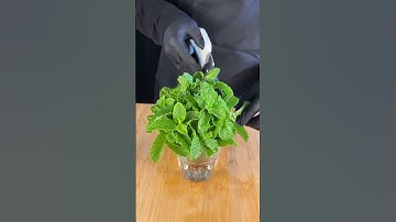 Cucumber Lemonade – Refreshing Summer Drink