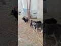 maza aa gya #how #cute #puppy #likeforlikes #love #viral #puppylove #video #like