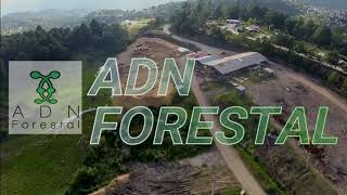 Producción Forestal Maderable