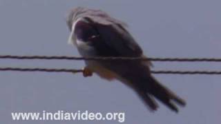 Black Shouldered Kite Bird Wildlife Nature Falcon Fauna Video Suresh Elamon