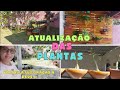 ATUALIZAÇÃO DAS PLANTAS DO PALLET ENTRE OUTRAS | COMPRINHAS  #plantas #jardim