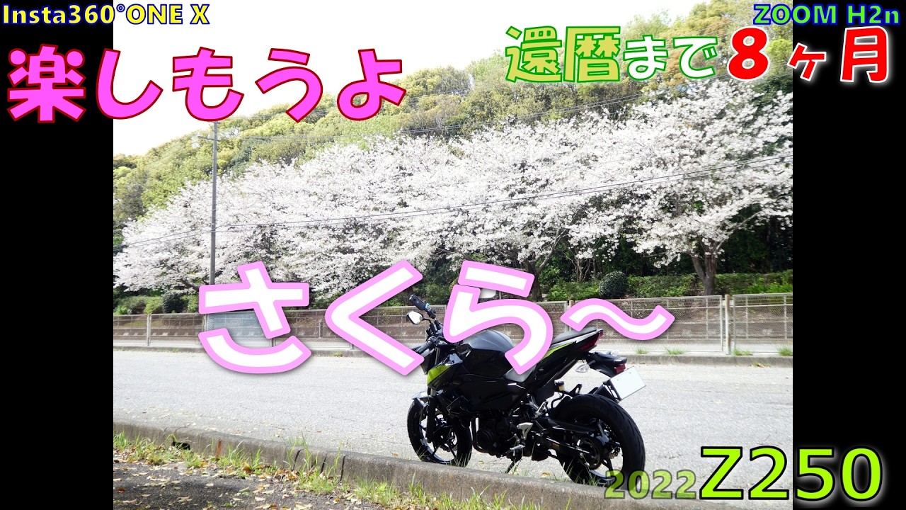12月20日取りに来てくれる方！ Z250】KAWASAKI Z250 Insta360°ONE X#444-1 2026ラストさくら🌸 - YouTube