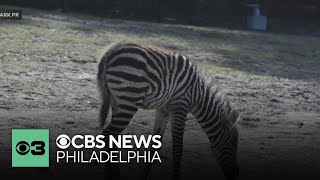 Six Flags Wild Safari welcomes new zebra foals
