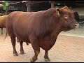 Criador da raça Angus construiu um projeto que abrange toda cadeia da carne