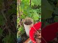 বর্ষাকালে গাছের খাবার এই পদ্ধতি তে  দিব