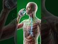 What Happens 30 Seconds After You Drink Cold Water? #science