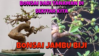 Bonsai Jambu Biji