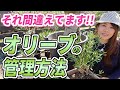 【オリーブの育て方】正しい管理方法をプロが解説します！【初心者向け】【ガーデニング】【園芸チャンネル】