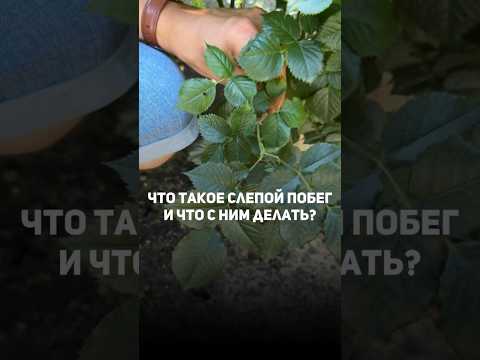 Слепые побеги у