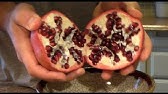 Deseeding a Pomegranate - YouTube