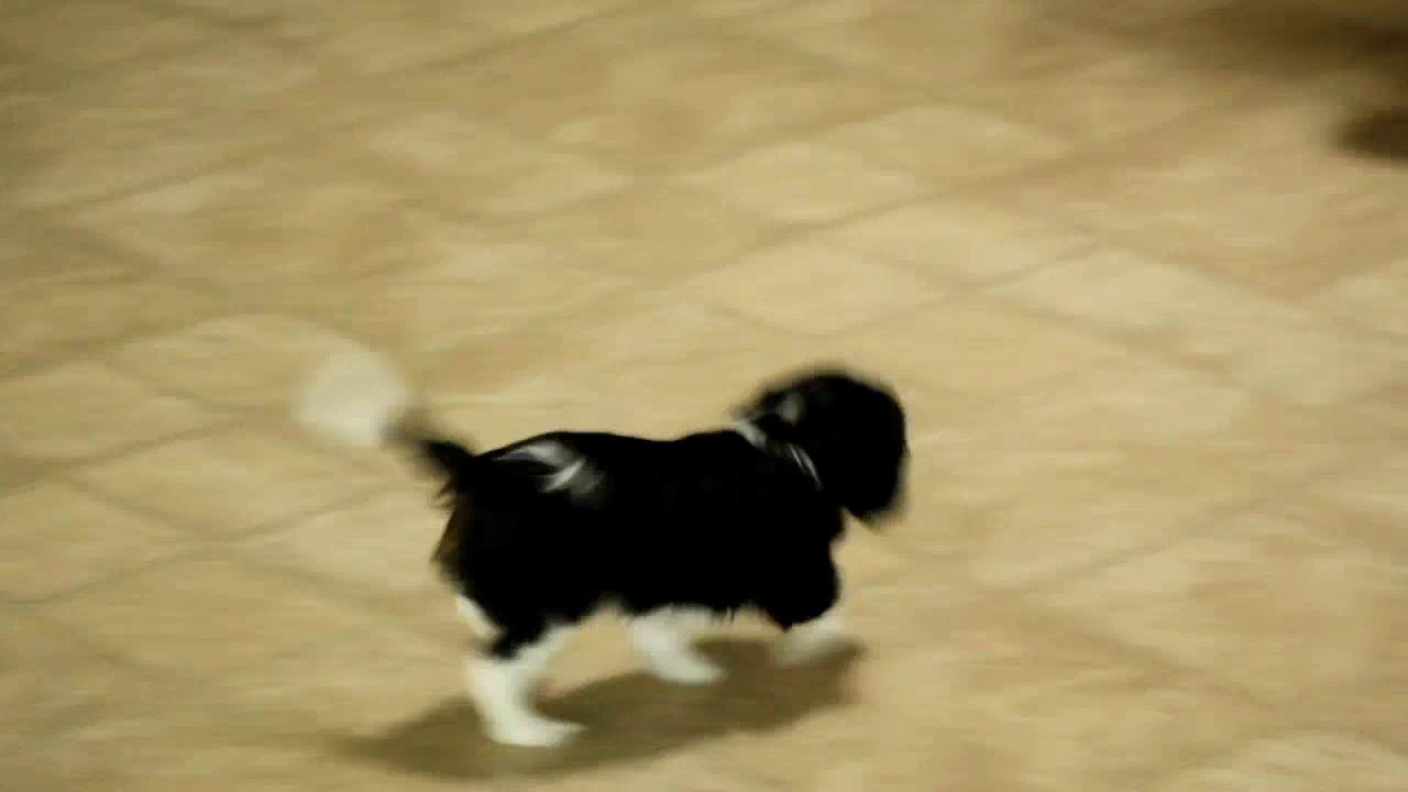 Cavalier King Charles Spaniel Puppy For Sale - YouTube