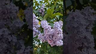 Город Петра цветёт и благоухает..