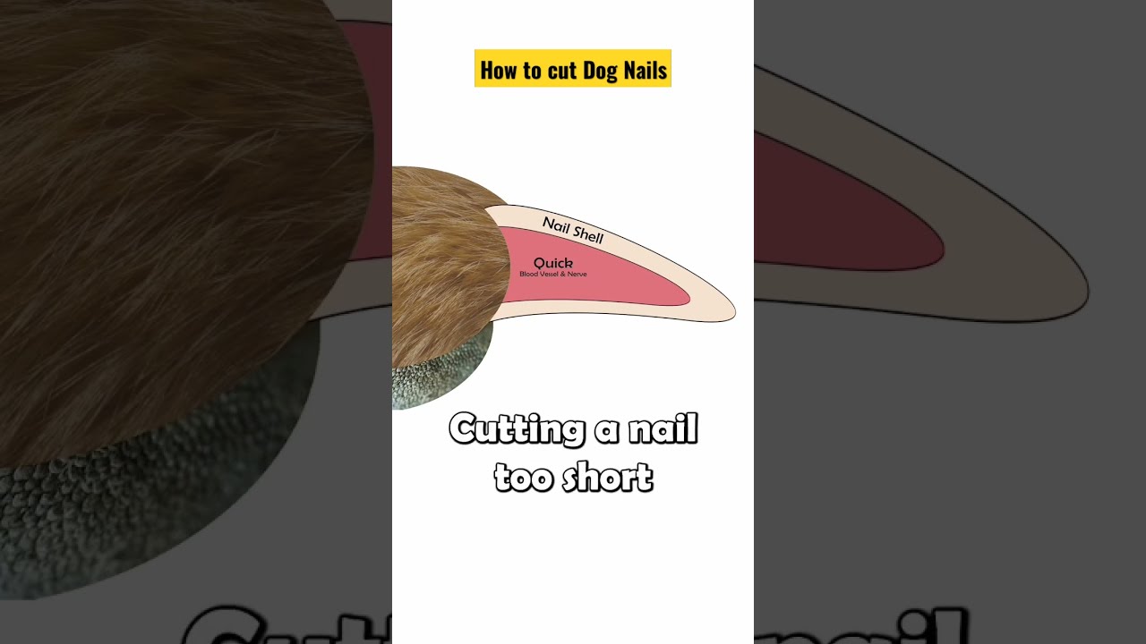 How To Cut Dog Nails Precaution Before Trimming Gromming Petscare Shorts Dogs