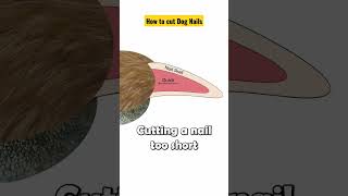 How to cut Dog nails | Precaution before trimming dog nails || Dog Gromming #petscare #shorts #dogs