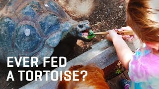Come Feed a Tortoise!
Have you ever fed a Galapagos tortoise?
Come see for yourself for just $5 Wednesdays through Sundays from 9 am until 2 pm (or until we run out of food).
➡ Subscribe: http://bit.ly/SubscribeDallasZooTube
Follow the Dallas Zoo:
Official Site: http://bit.ly/DallasZooOfficialSite
ZooHoo Blog: http://bit.ly/DallasZooHooBlog
Facebook: http://bit.ly/DallasZooFacebook
Instagram: http://bit.ly/DallasZooInstagram
Twitter: https://twitter.com/dallaszoo
Engaging People & Saving Wildlife Come Feed a Tortoise!