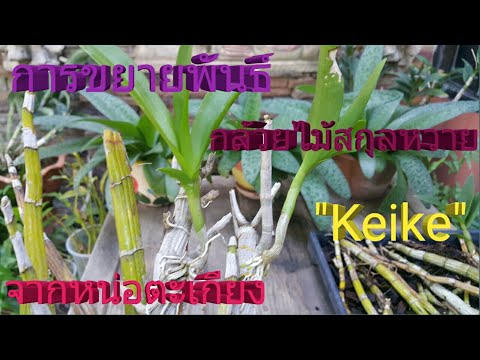 วีดีโอ: Orchid Keikis: การขยายพันธุ์กล้วยไม้จาก Keikis