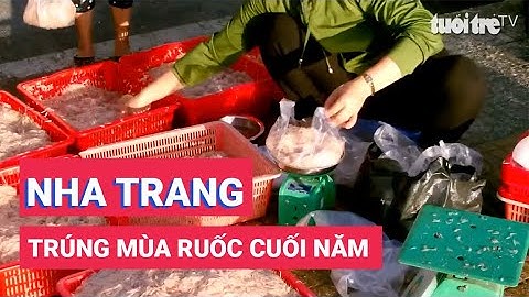 Ngư dân Nha Trang trúng mùa ruốc cuối năm