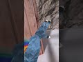 #gorillatag plz sub #gorillatagquest #vr