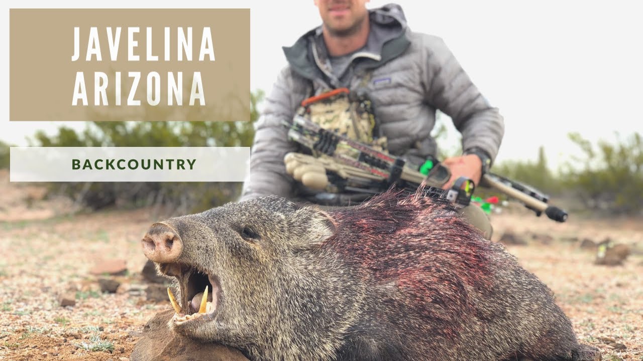 How To Field Dress A Javelina