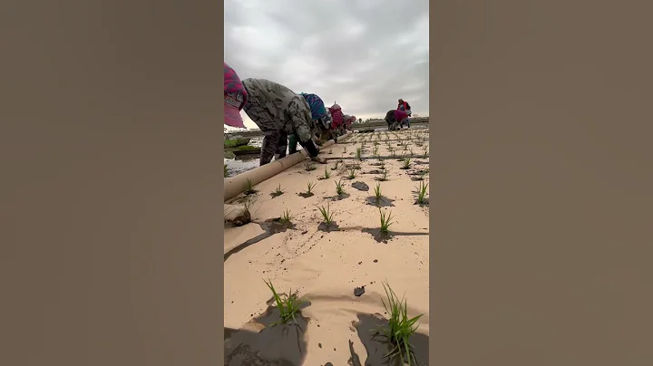 Biodegradable Paper Film No More Weed Spray On  Rice Fields #satisfying #shot - DayDayNews