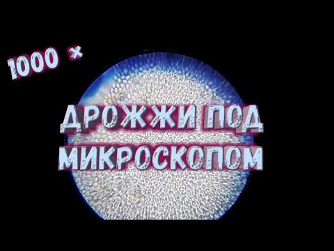 Мокрые дрожжи под микроскопом - YouTube