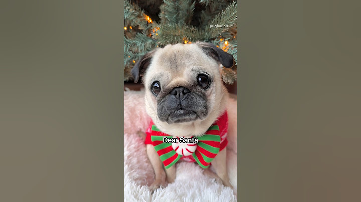 Will Santa make Loulou’s wish to become a BIG SISTER come true? 🥹🐶❤️ #pug #dog #puppy