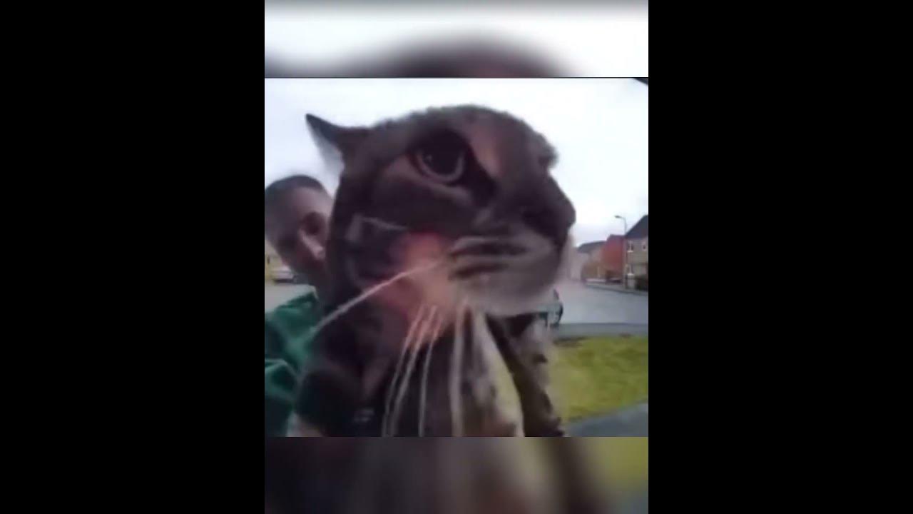 cat-meowing-at-door-camera-youtube