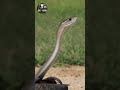 Ela literalmente te ataca! #cobra #africa #biologia