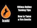 Ultima Online - UO-CAH Taming Tips - Taming a Fire Beetle