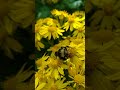 Copy of Park 217 Oregon Bumble Bee