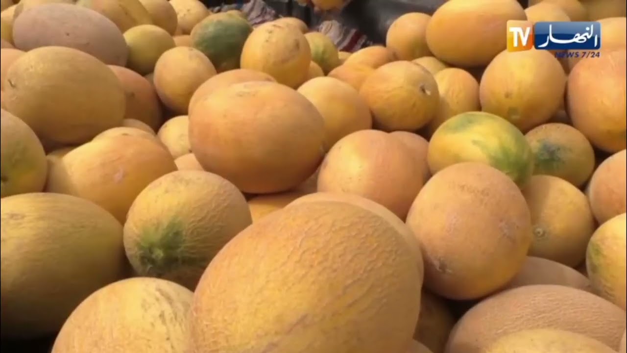 غليزان :  البطيخ الأصفر شمام نوع مبكر يكثر عليه الطلب في الأسواق