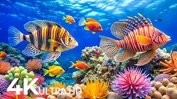 DREAM AQUARIUM 4K - Marine Life, Sea Animals and Coral Reef - Fish Tank Sounds for Deep Sleep #58