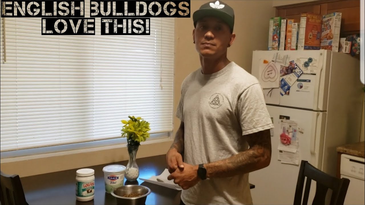 ENGLISH BULLDOG Absolutely Loves Eating Yogurt YouTube