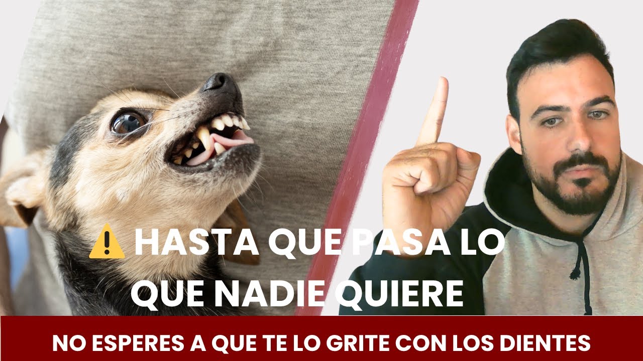 Hasta que pasa lo que nadie quiere | Reactividad canina explicada