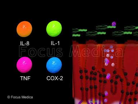 Video: Antikūnai, Nukreipti Iš Naviko Gauto Tirpaus NKG2D Ligando SMIC, Suteikia Dvigubą CD8 T Ląstelių Stimuliaciją Ir Leidžia SMIC + Navikams Reaguoti į PD1 / PD-L1 Blokados Terapiją