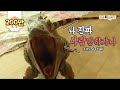 여러분 이구아나 키가 162센티래요 (요건 만우절 거짓말 아님 ☞☜) ㅣ People! Have You Seen An Iguana As Tall As Humans?!