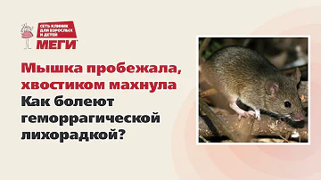 Мышка пробежала, хвостиком махнула. Как болеют геморрагической лихорадкой?