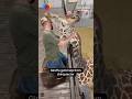 Giraffe gets help from chiropractor #shorts