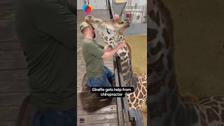 Giraffe Gets Help From Chiropractor #Shorts