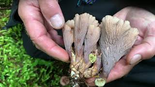 Gomphus Clavatus, Pigs Ears