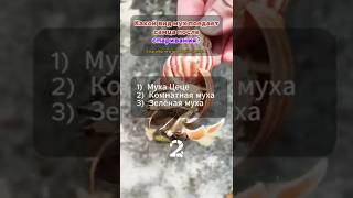 Тест на эрудицию Ч 207 🧠  Проверь свои знания в новой викторине!   #викторина #факты  #тест  #эрудит